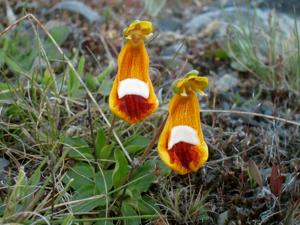 Calceolaria