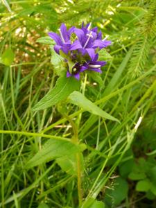 Campanula