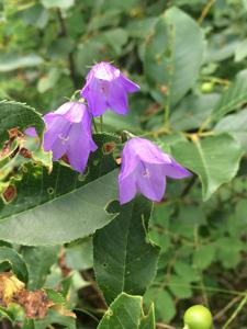 Campanula