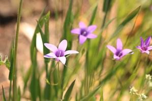 Campanula