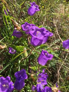 Campanula