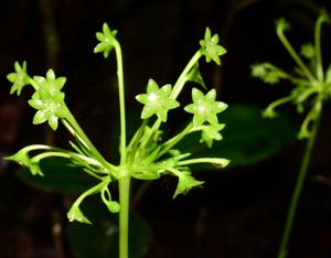 Campynemataceae