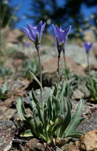 Campanula