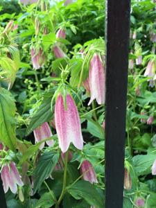 Campanula