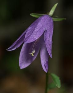 Campanulaceae