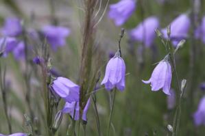 Campanulaceae