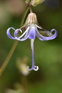 Campanula