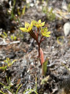 Campynemataceae