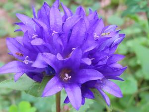 Campanula