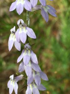 Campanulaceae