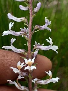 Campanulaceae