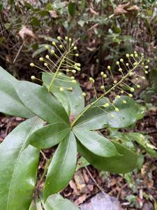 Capparaceae