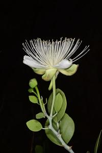 Capparis