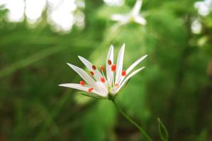 Caryophyllaceae