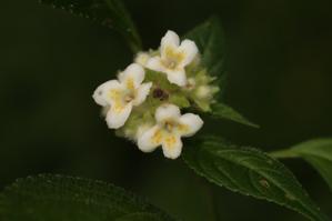 Carlemanniaceae