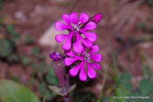 Caryophyllaceae