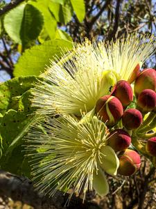 Caryocaraceae