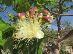 Caryocaraceae