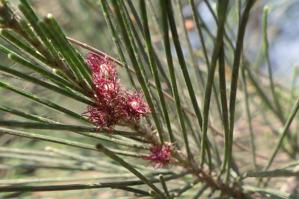 Casuarina