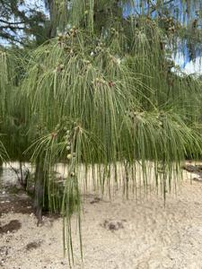 Casuarina