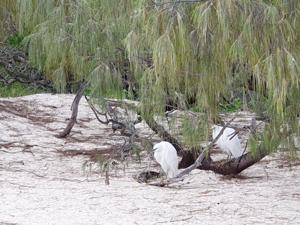 Casuarina