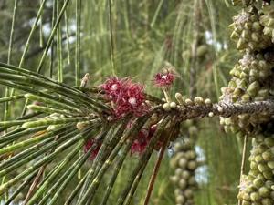 Casuarina