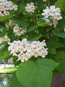 Catalpa