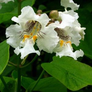 Catalpa