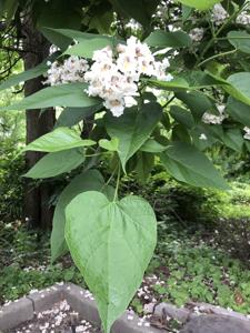 Catalpa