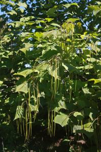 Catalpa