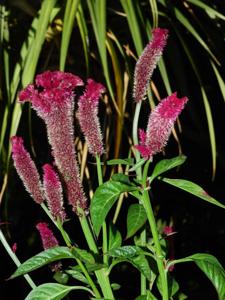 Celosia