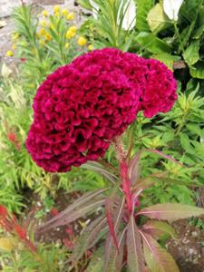 Celosia