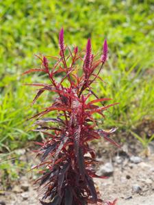 Celosia