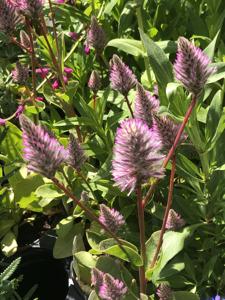 Celosia