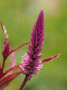 Celosia