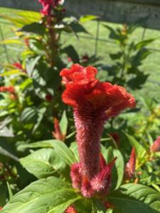 Celosia