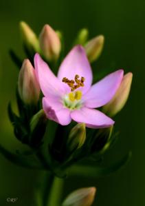 Centaurium