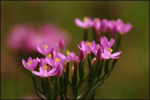 Centaurium