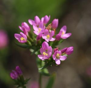 Centaurium