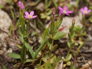 Centaurium