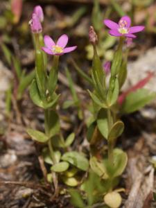 Centaurium