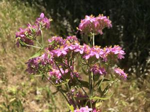 Centaurium