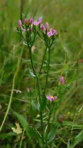 Centaurium