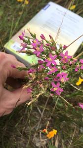 Centaurium