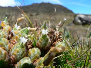 Cerastium