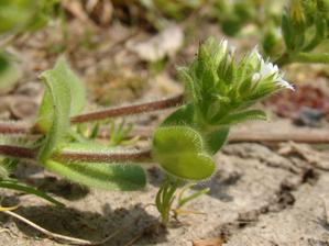 Cerastium