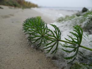 Ceratophyllaceae