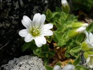 Cerastium