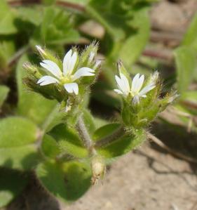 Cerastium