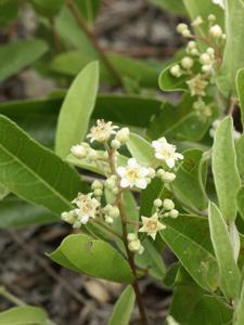 Chrysobalanaceae